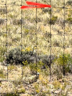 southeast corner survey pin beyond the fence - marked with orange survey tape - between the lot and blm land
