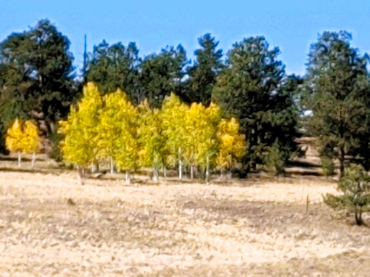 the aspen grove just beyond the campsite