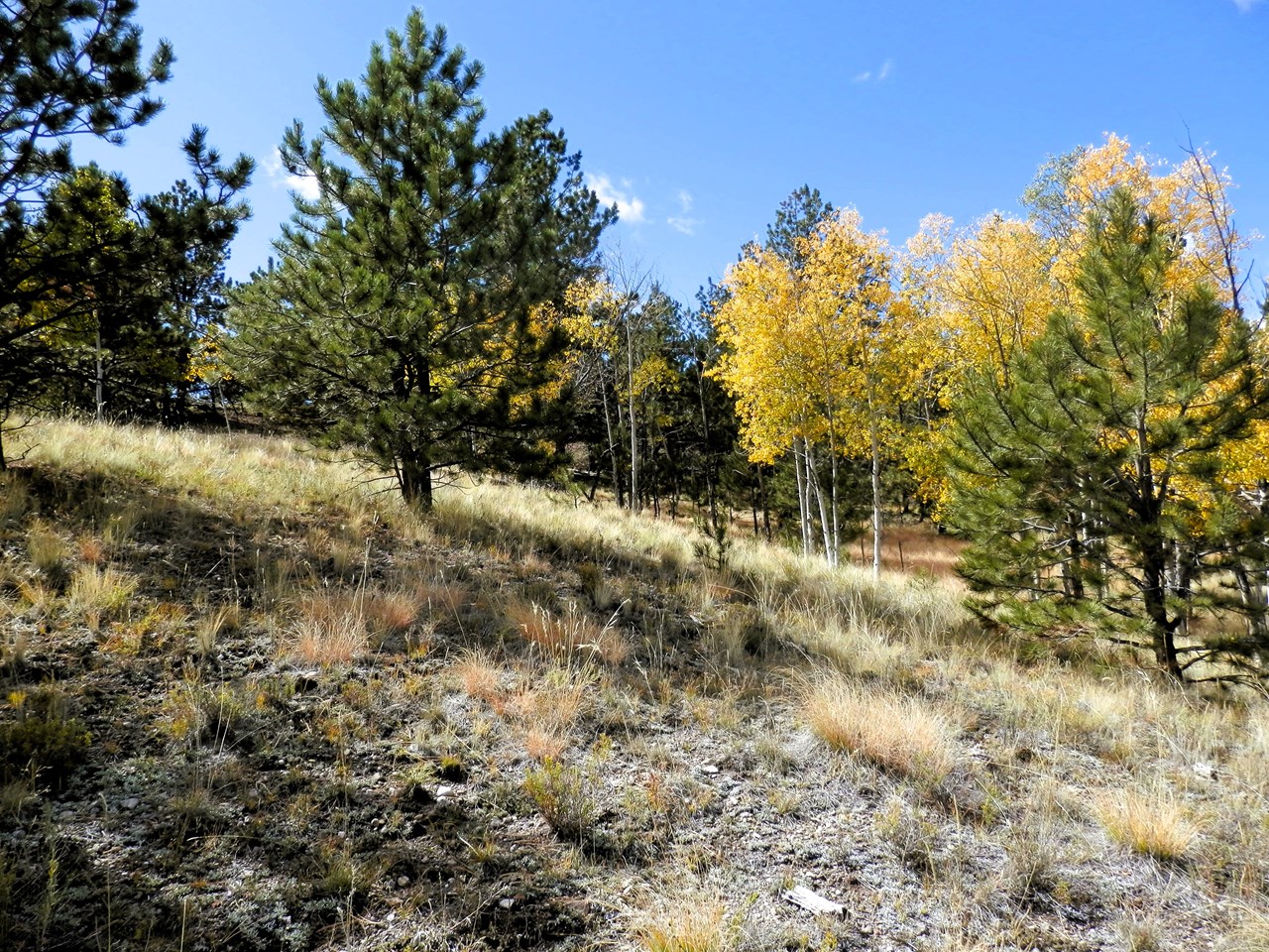 aspens on the west side of the property