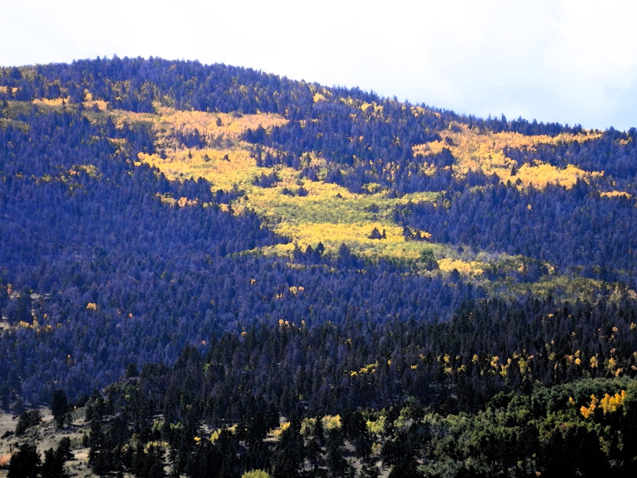 zoomed view from the front of the lot of aspen groves on kaufman ridge in san isabel national forest