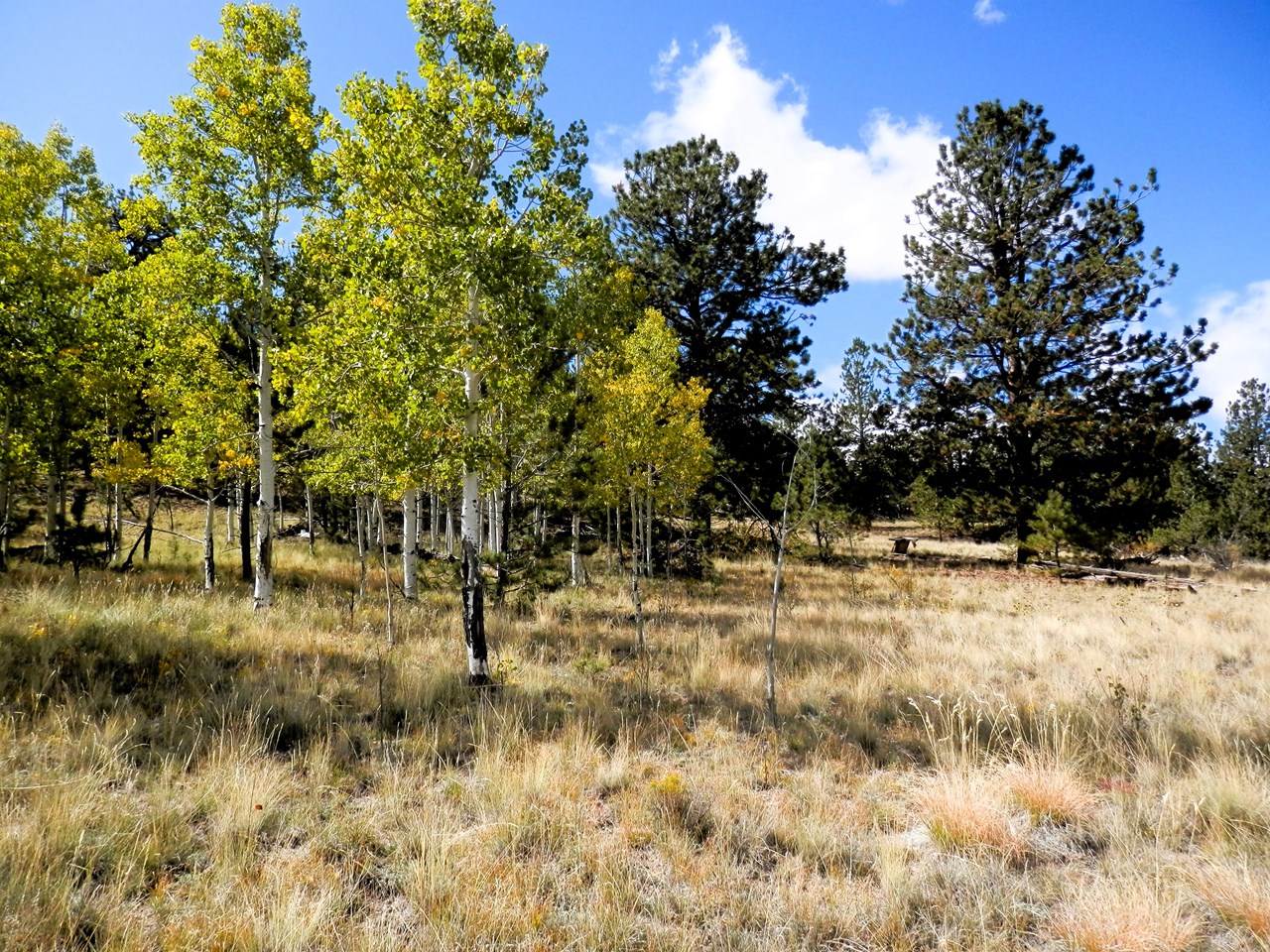 aspens beginning to turn gold