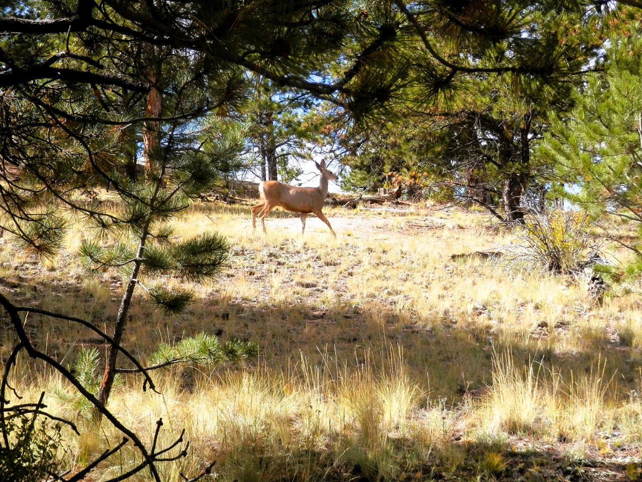 mama deer on the property - her two fawns had already ran out of sight