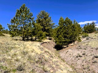 trees along the west side of the property