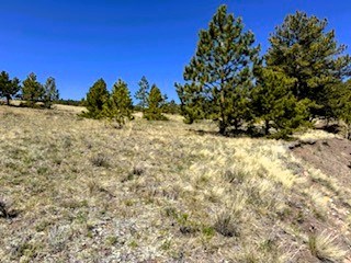 trees along the west side of the property