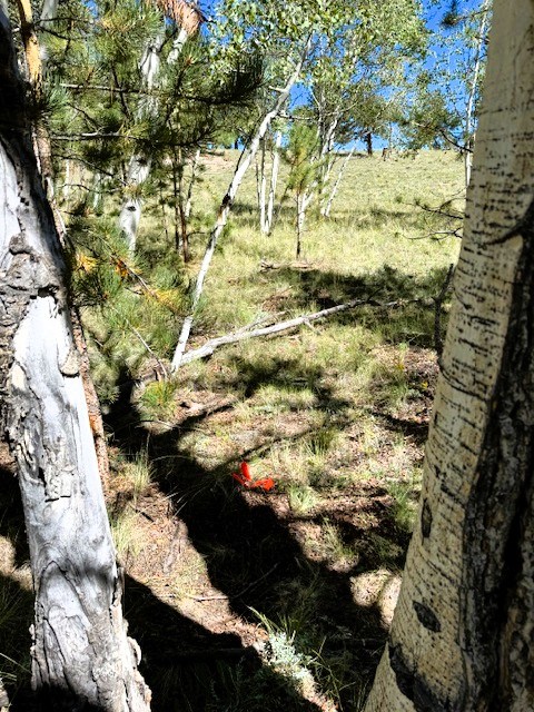 inside the aspen grove