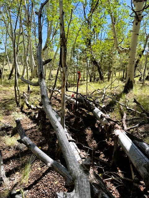 inside the aspen grove