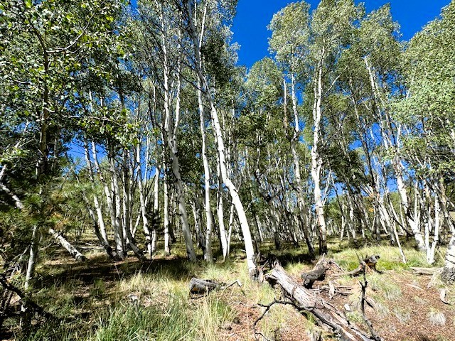 inside the aspen grove