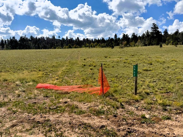view south from the driveway at cherokee trail into the trees on the property