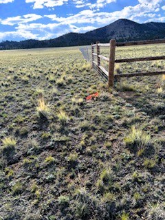 survey pin at the northwest corner of the lot - view west along neighbor's fenced property