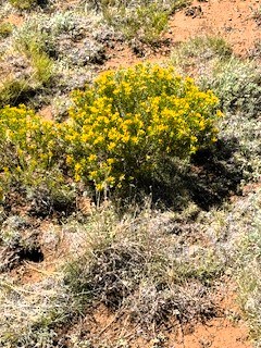wildflowers on the lot