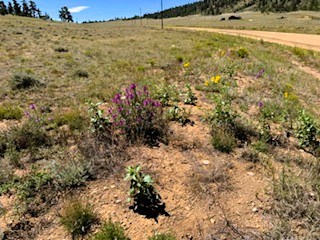 wildflowers on the lot
