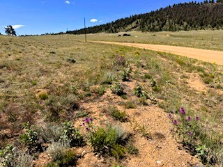 view south along the front of the property and shavano trail
