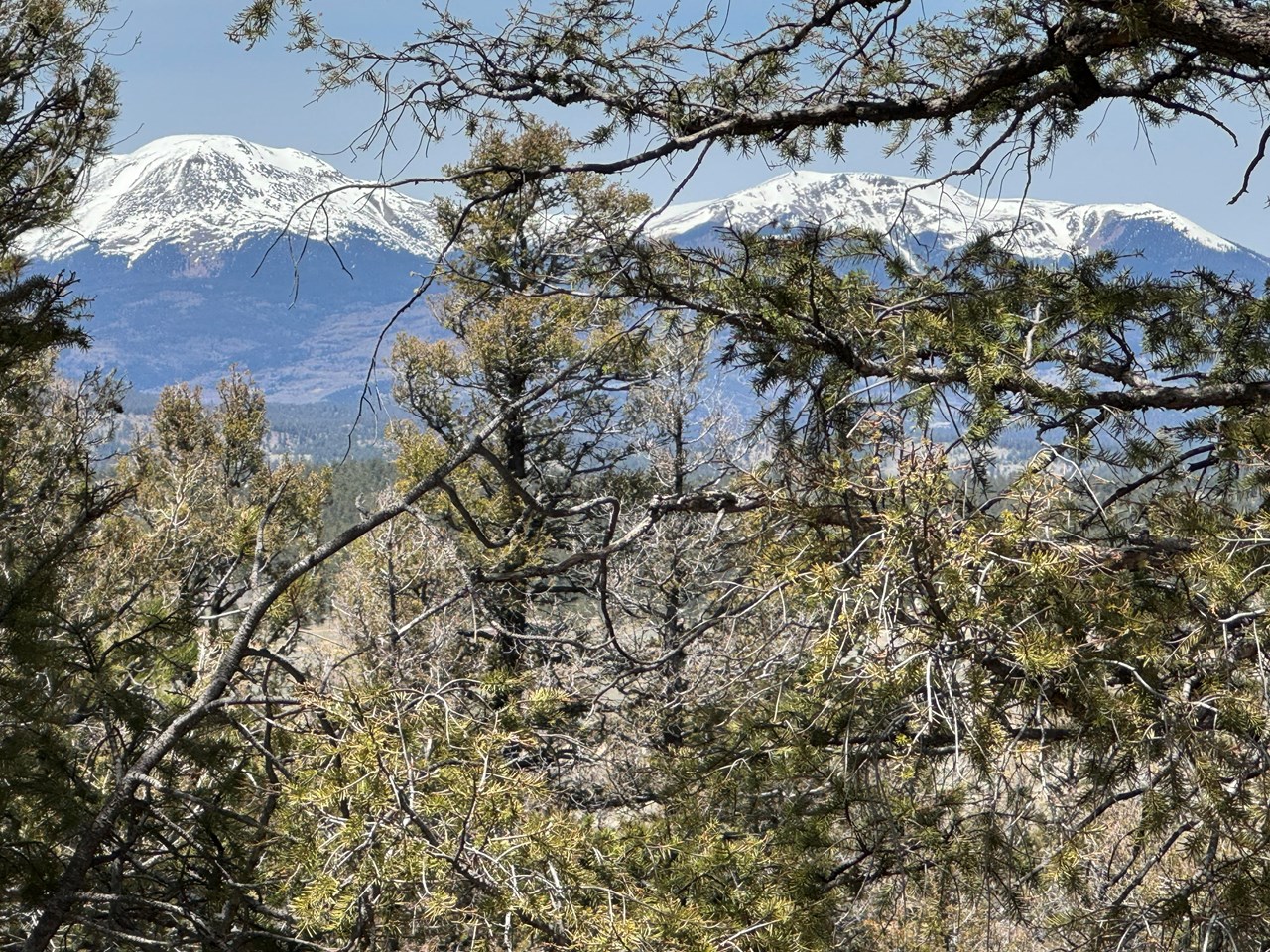 zoomed through the trees to buffalo peaks