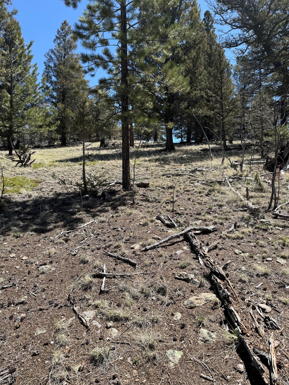 plenty of trees on the property