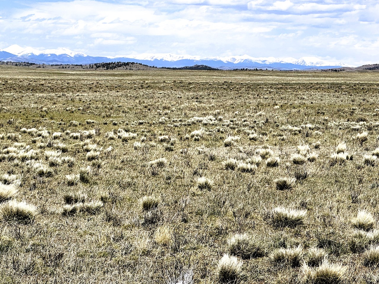 snowcapped mountains in the background