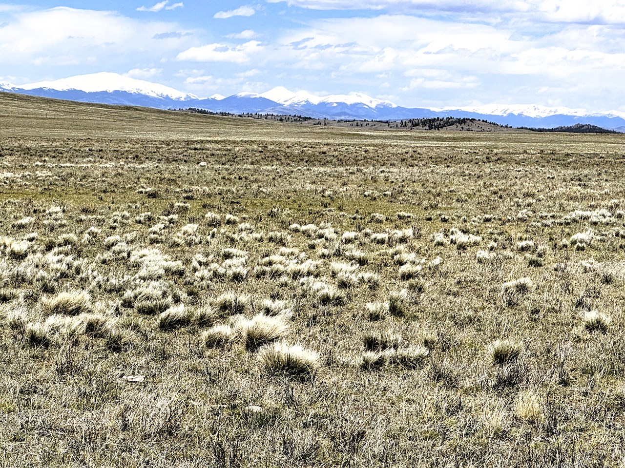 snowcapped mountains in the background