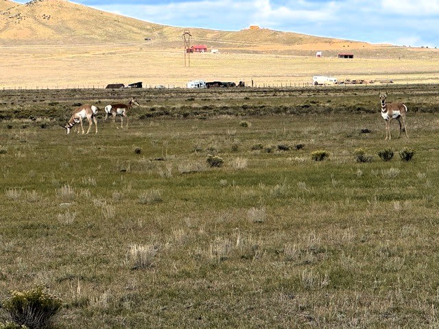 pronghorns on the property