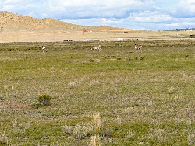 pronghorns on the property