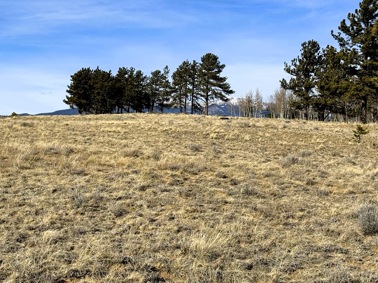 view west from the property to buffalo peaks in the background behind the pines and aspens