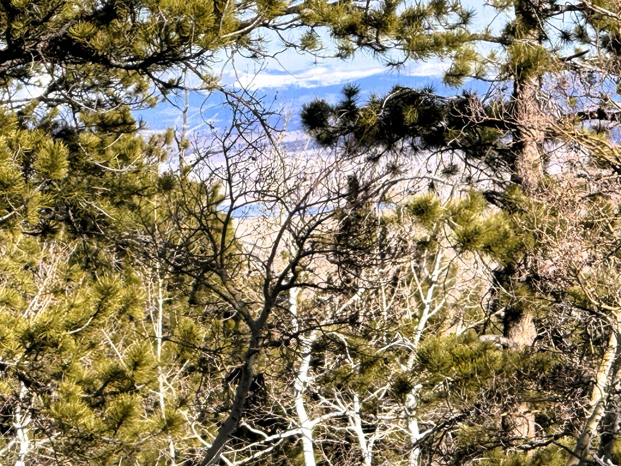 view north through the trees to a peek at antero reservoir on to the snow capped mountains in the background