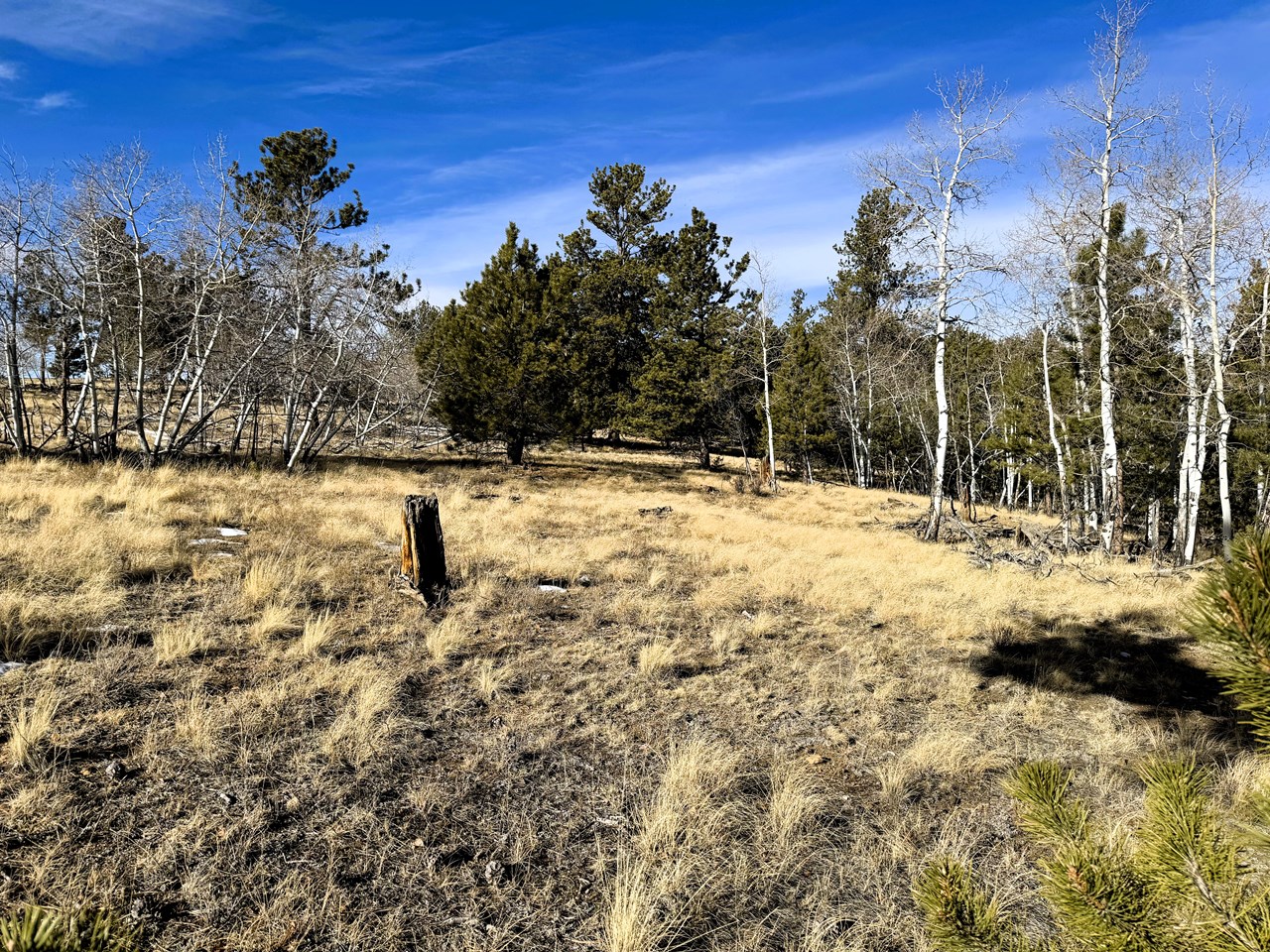 aspens and pines on the property