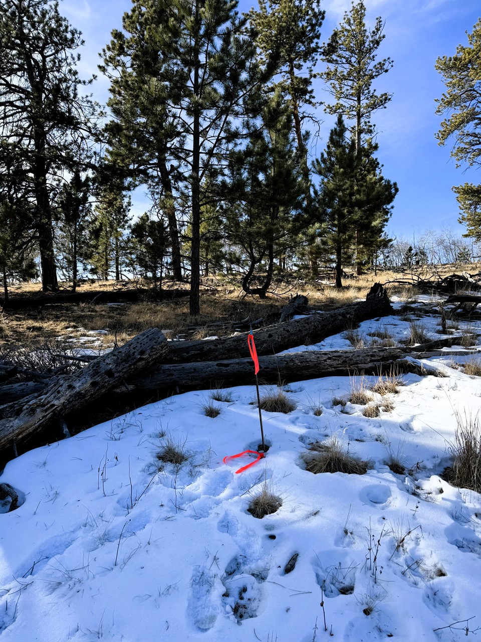 snow from the last snow fall at the northwest corner looking southeast into the property