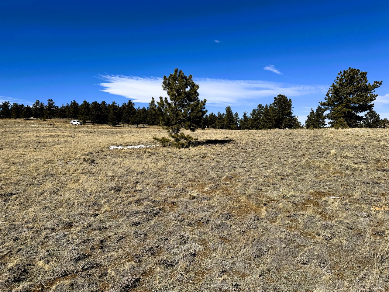 pine trees on the east side of the lot pine trees on the east side of the lot