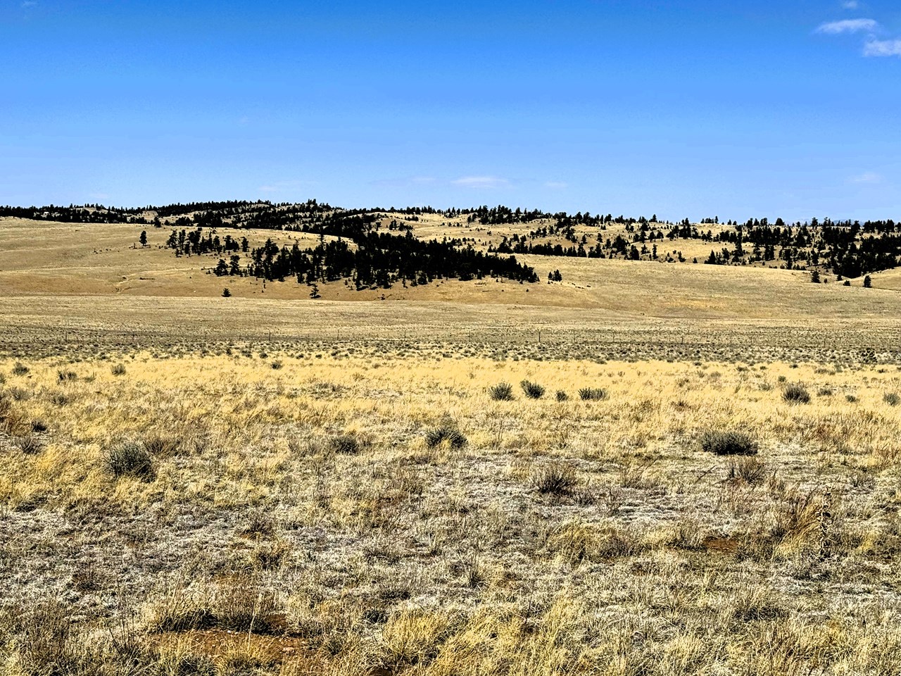 view north across the property from black bear rd