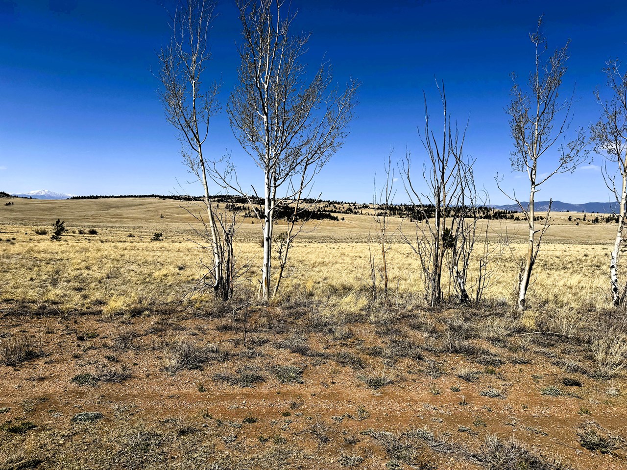 aspen trees at the front of the property along black bear rd