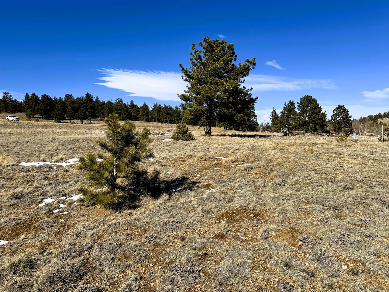 pine trees on the east side of the lot