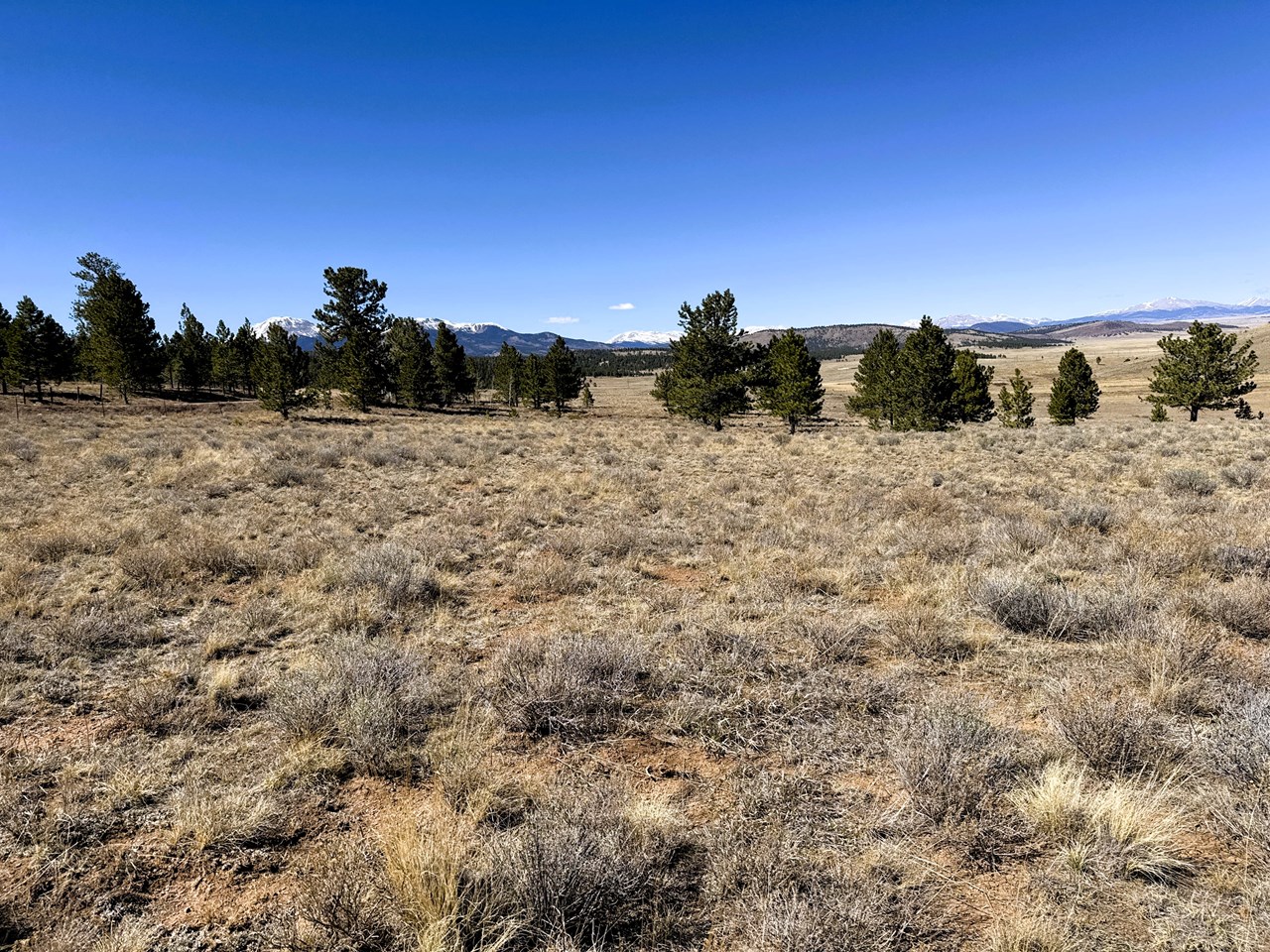 view northwest through the trees on the southwest corner to buffalo peaks and the mosquito mountain range
