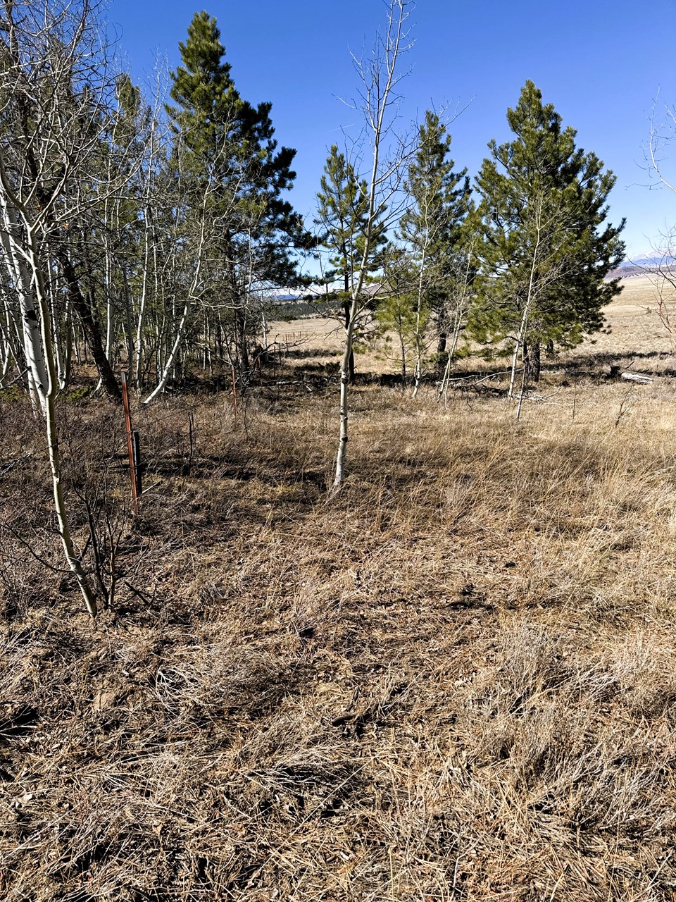 aspens and pines along the west fence line