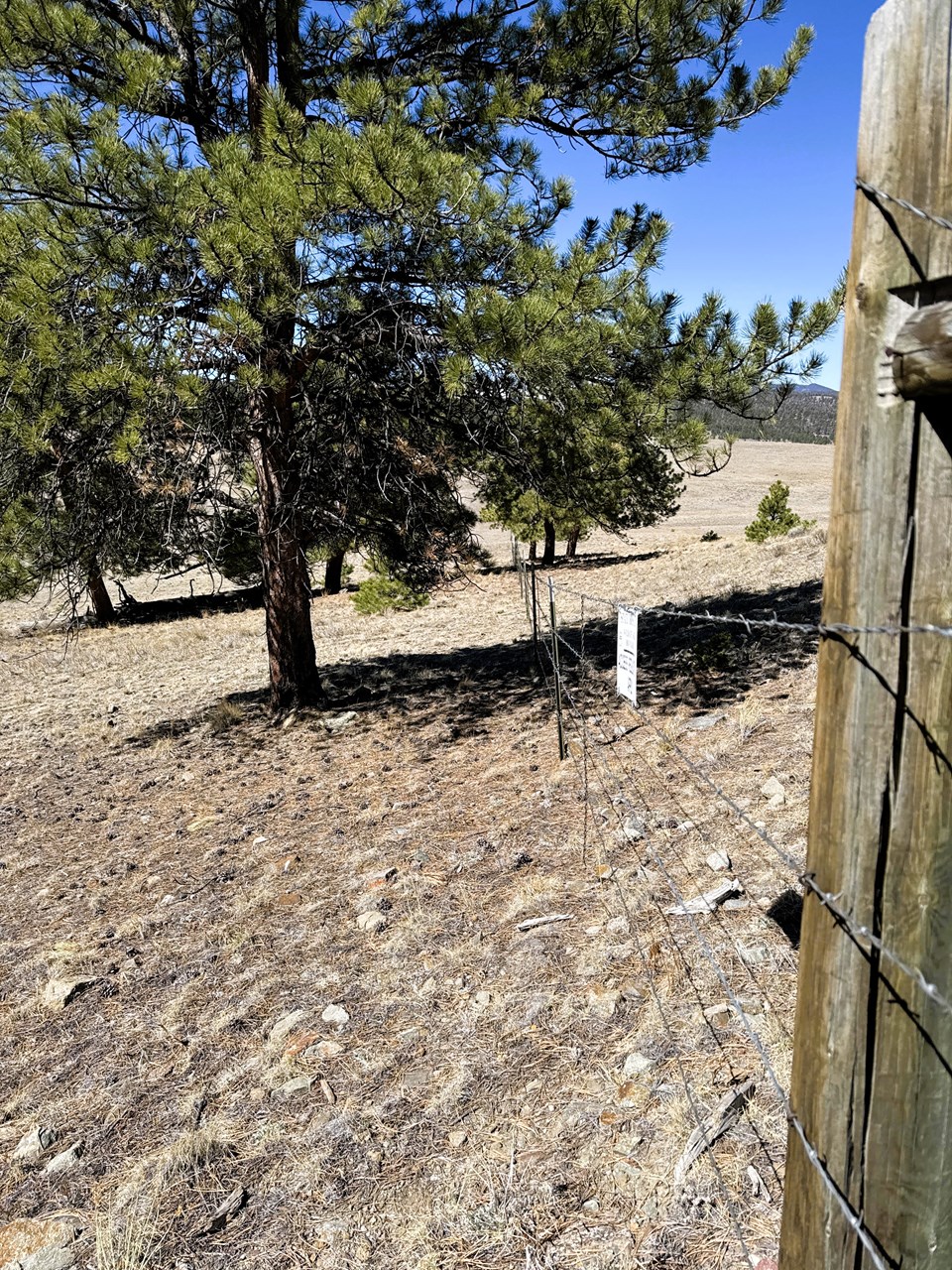 aspens and pines along the west fence line