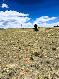 one of three pine trees on the property