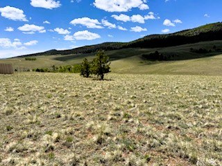 two of three pine trees on the property
