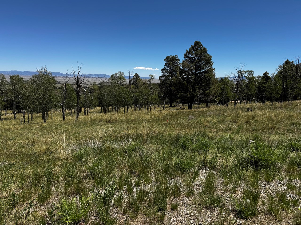 an open area and pine trees on the lot