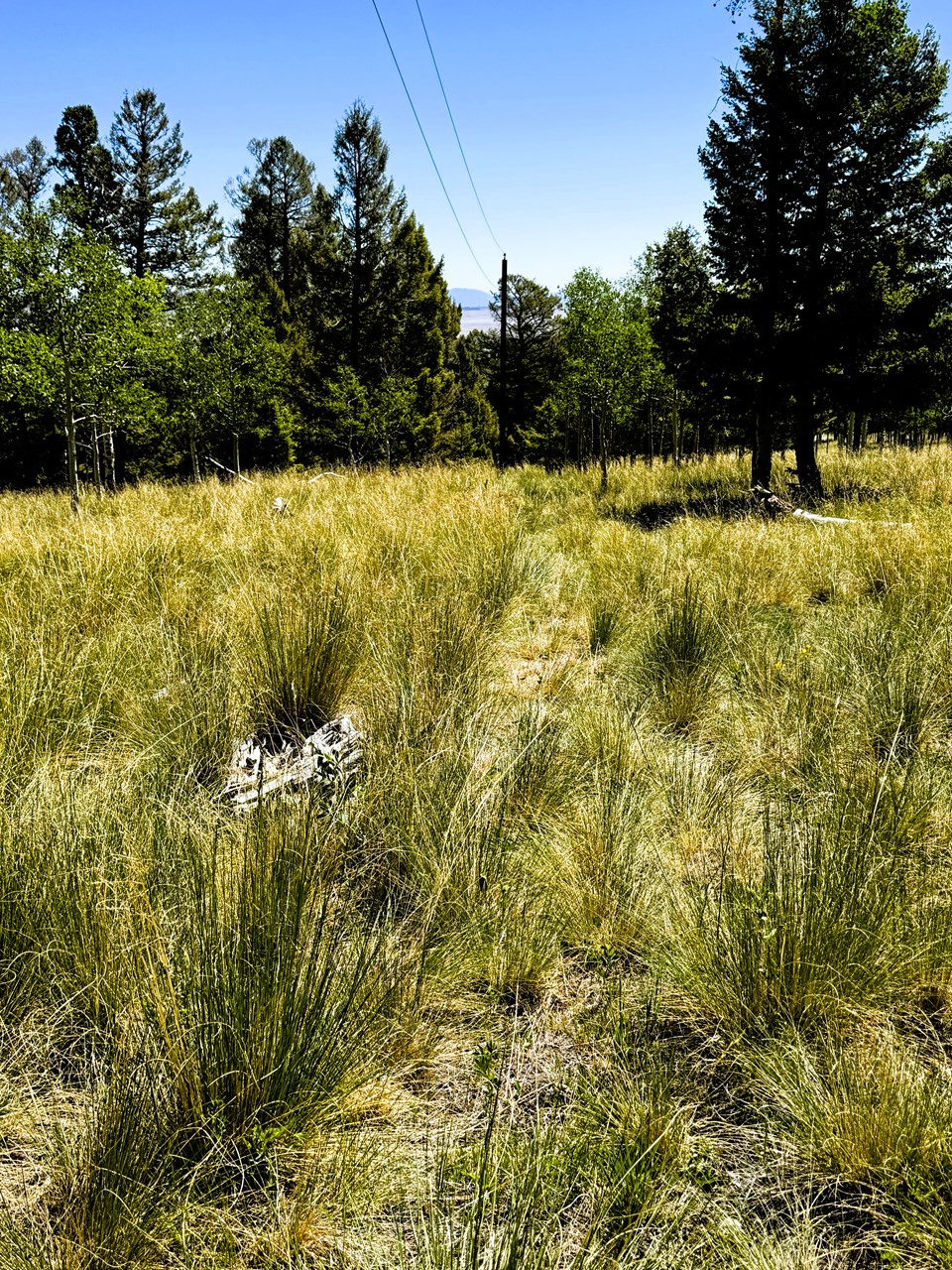 view along the southeast property line toward the east corner.