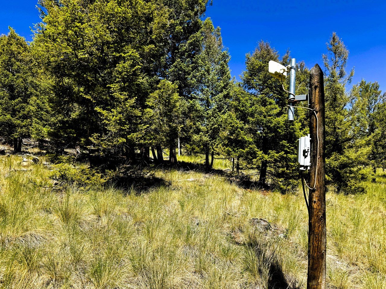 looking southwest into trees on the property from the east corner