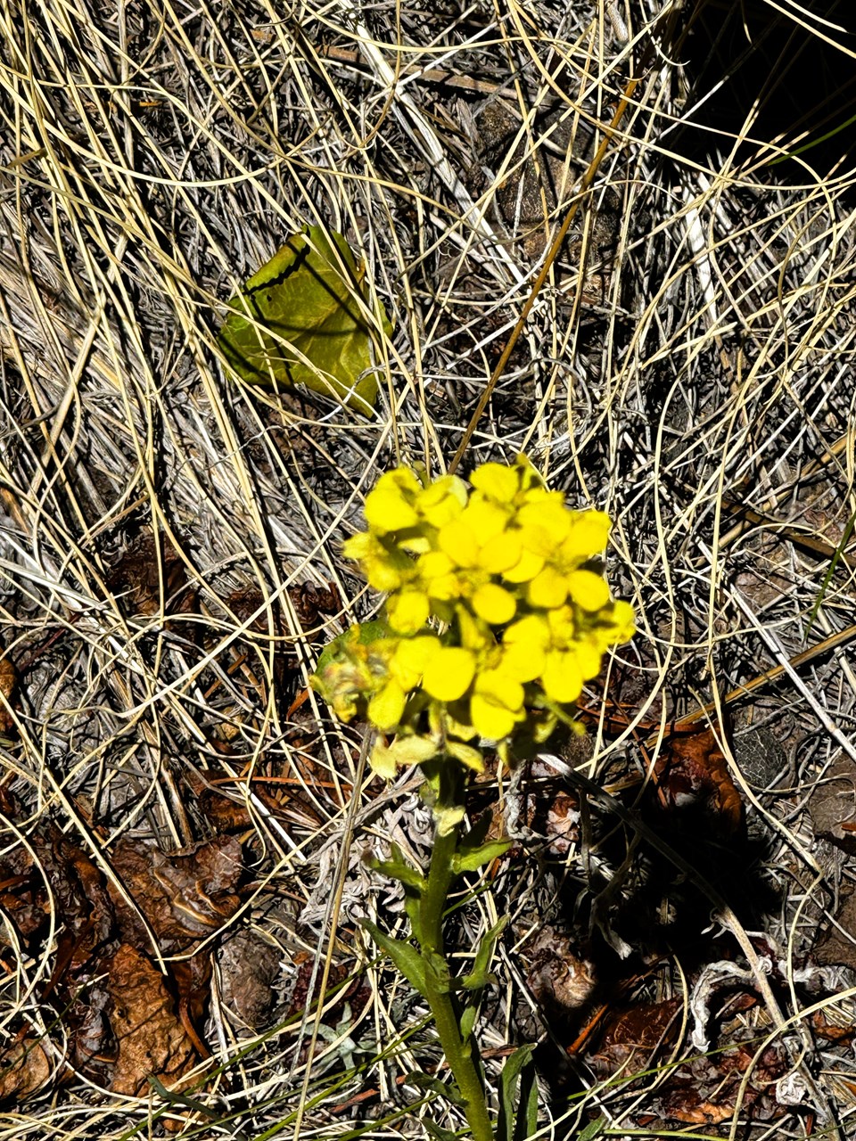 wildflowers on the property