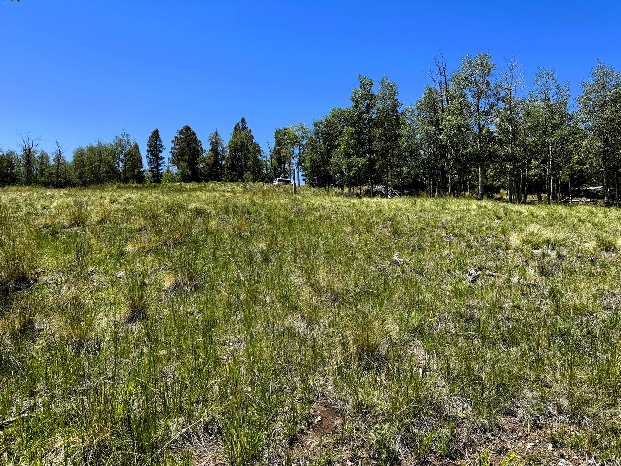 looking south southeast along the southwest lot line toward the cul-de-sac at the front of the lot