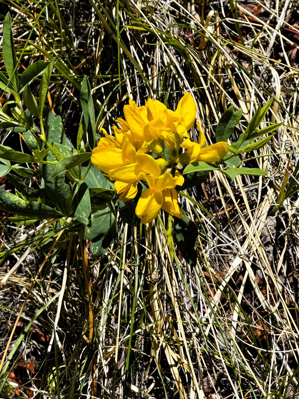 wildflowers on the property