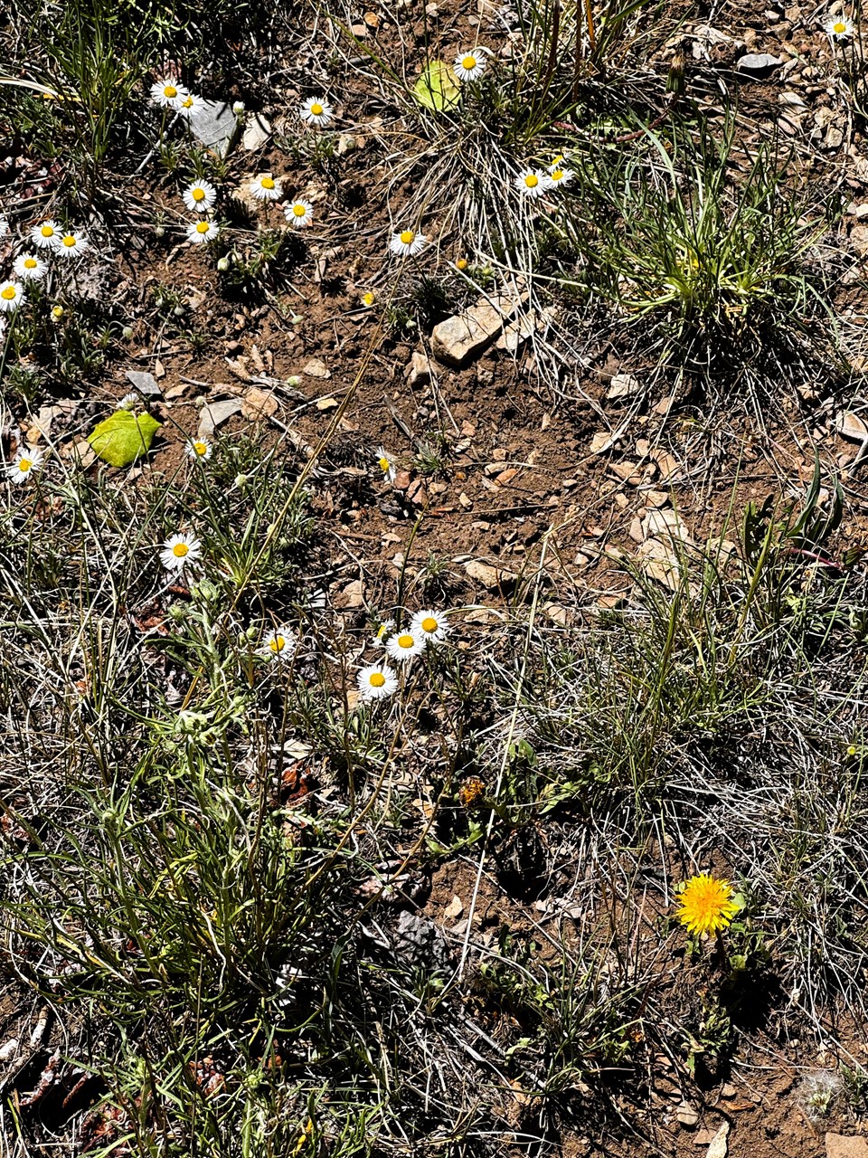 wildflowers on the property