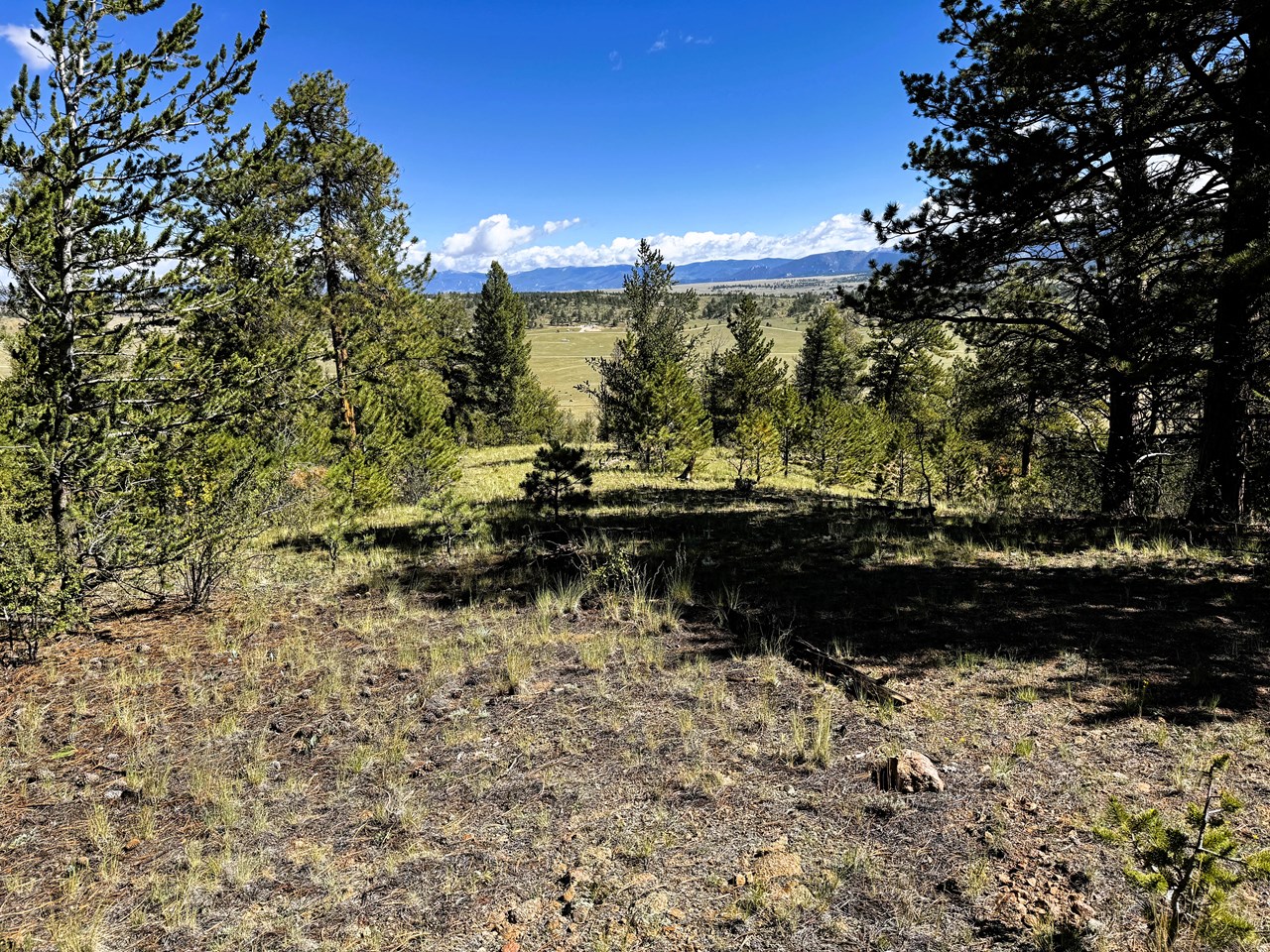 trees on the top and on the back side of the property. trees on the top and on the back side of the property.