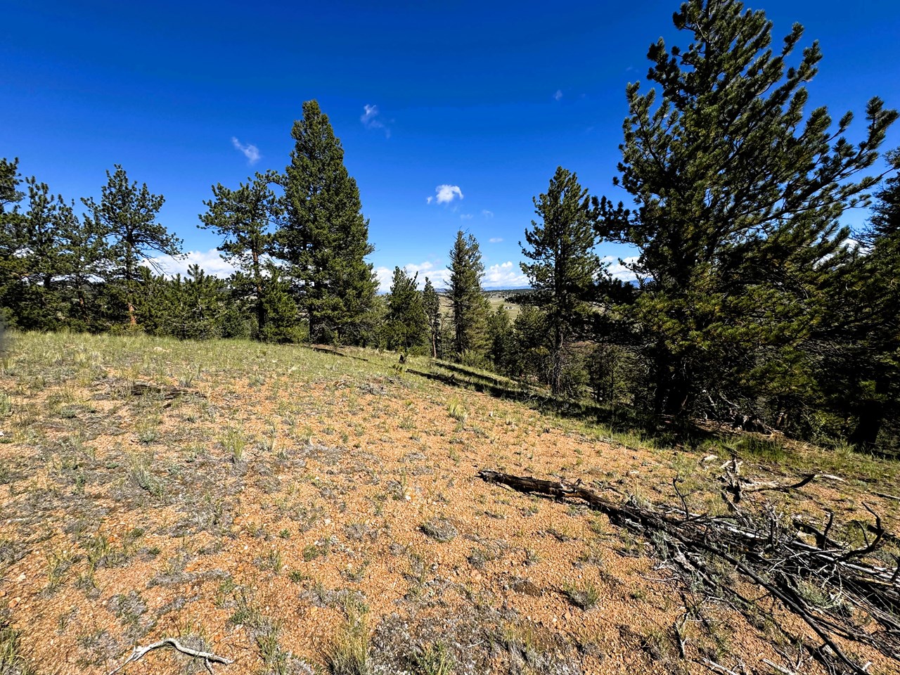 trees on the top and on the back side of the property. trees on the top and on the back side of the property.