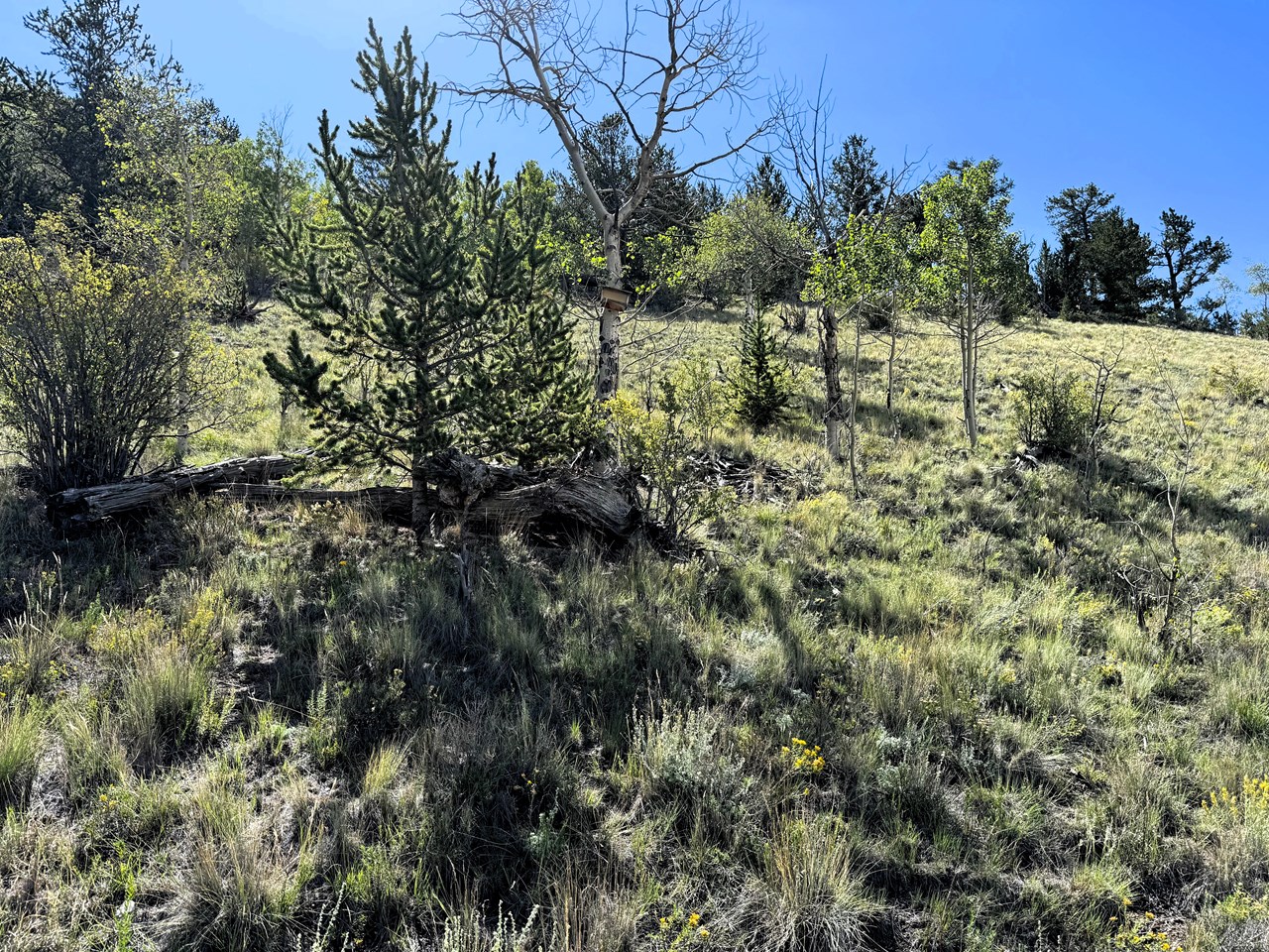 trees on the property trees on the property
